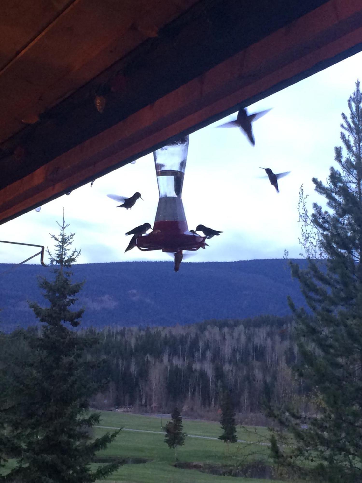 Helmcken Falls Lodge Cabin Rooms And Rv Park Clearwater Εξωτερικό φωτογραφία